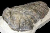 Large, Parahomalonotus Trilobite - Foum Zguid, Morocco #124901-3